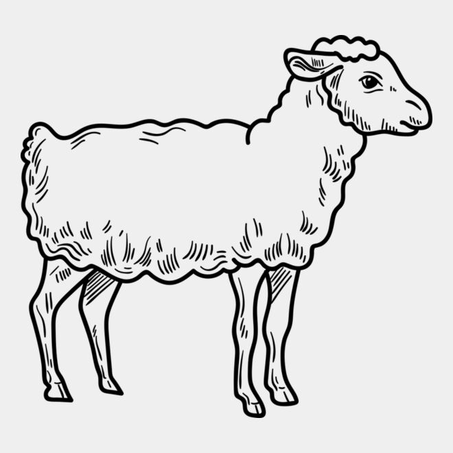 Lamb   Clipart 3 Thumbnail