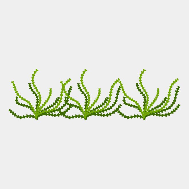 Sea Plant Thumbnail