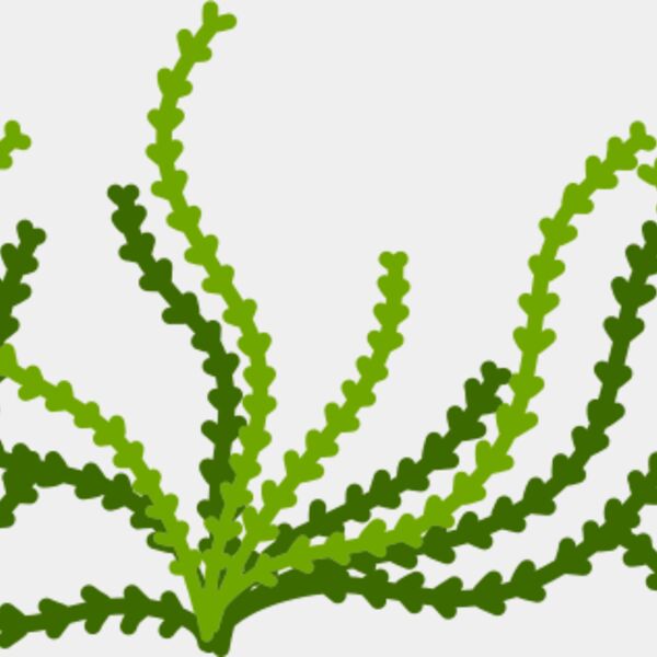 Sea Plant Thumbnail