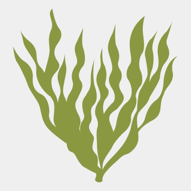 Sea Plants 5 Thumbnail