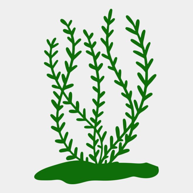 Sea Plants 3 Thumbnail