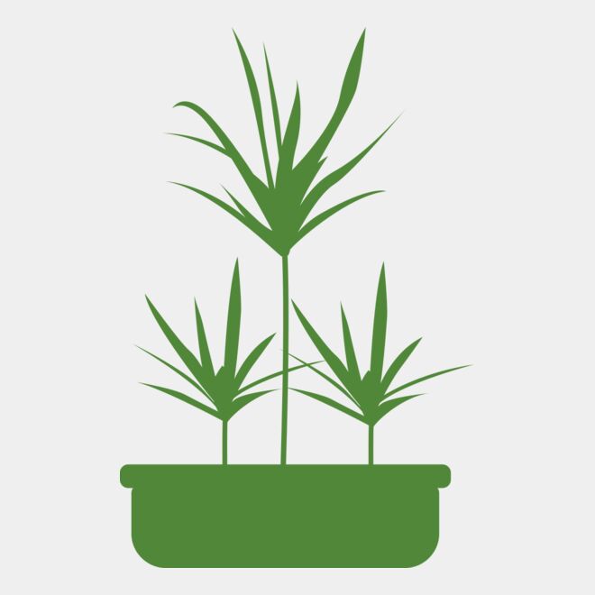 Plants 5 Thumbnail