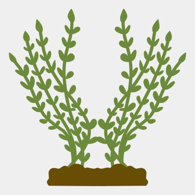 Plants 4 Thumbnail